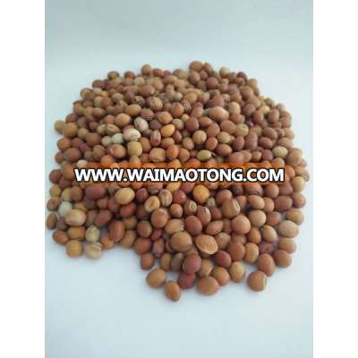 Nigeria red bean