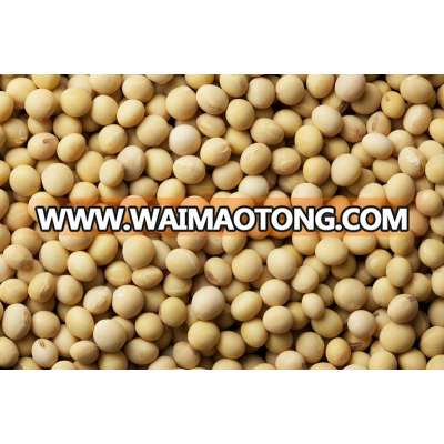 American soybean